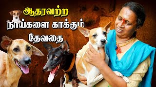 Animal Rescue | Chennai Woman Raises 40+ Street dogs | IBC