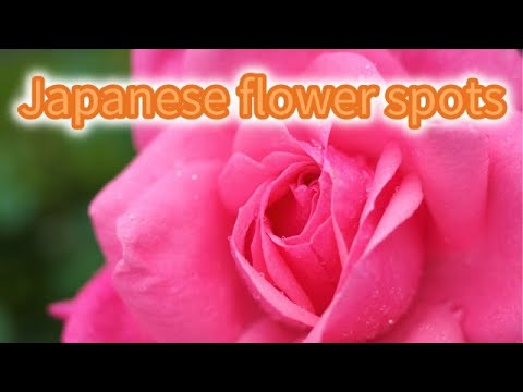 A famous place for Japanese flowers.A flower that heals the world.Roses, hydrangeas, sunflowers,