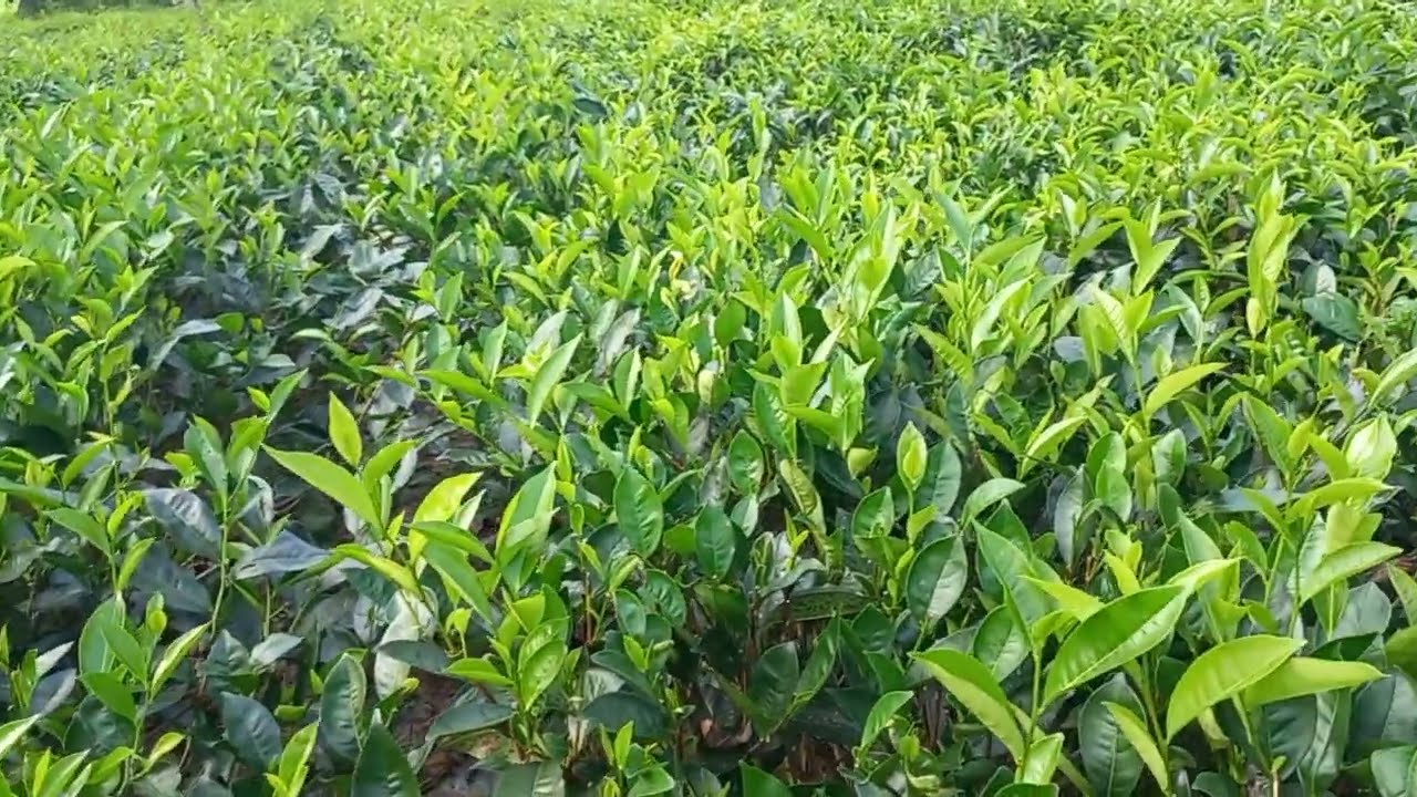 මකර ලග්නය(පරිස්සමෙන් දින 03ක්)/astrology reading ..🤔🙏