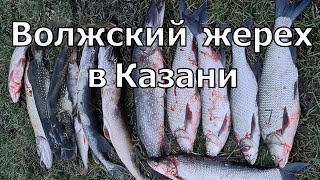 Волжский жерех в Казани