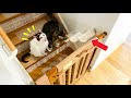 【ジャンプしてよ】ベビーフェンスを越えられない猫用に階段を自作したら驚きの展開に【DIY】