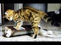 Cute Kittens and funny Cats Doing Funny Things with Boxes Videos Compilation
