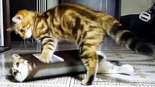 Забавные кошки и прикольные котята играют с коробками ! Новая подборка приколов с котами