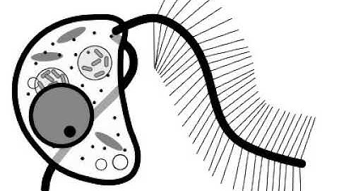 Hyphochytriomycota | Wikipedia audio article