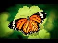 Ghép hình Bươm Bướm Puzzle Butterfly- Suzie 3+