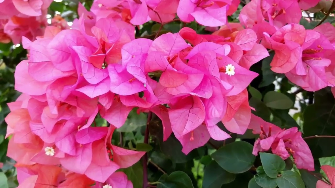 Winter to Spring 4 Minute Calming Ethereal Music for Deep Study, Relaxation and Sleep