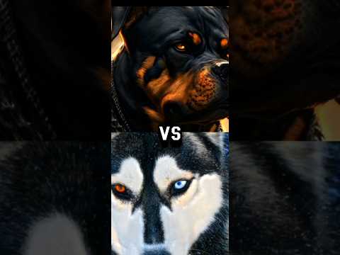 PITBULL VS SIBERIAN HUSKY, ROTTWEILER, GERMAN SHEPHERD,BITE FORCE.