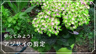 アジサイ 紫陽花 の剪定は 切り方と時期がポイント Lovegreen ラブグリーン