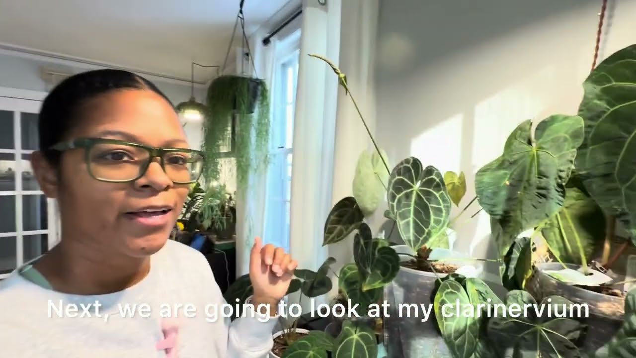 Антуриум Кларинервиум