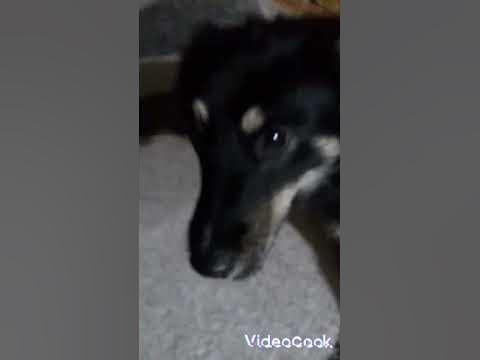 собака плачет подпишись 😢😢😢🐶 - YouTube