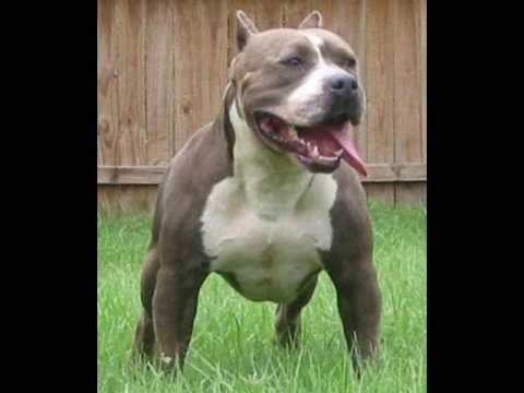 wesley said Suck a Pitbull's Dick