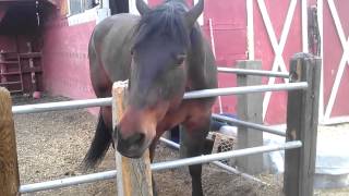 Funny Horse 1