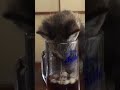 タヌキはコーヒーがお好き?The raccoon dog likes coffee?