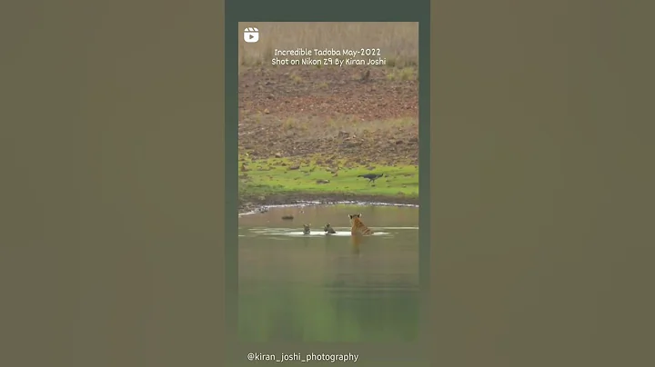 Incredible Tadoba. Tigress and her cubs