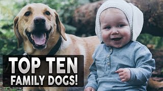 TOP 10 BEST FAMILY DOG BREEDS IN THE WORLD!