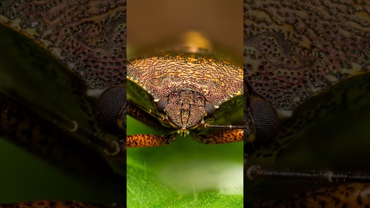 Shield Bug Close Up 📸