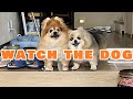 【DOG】A cute dog will welcome you