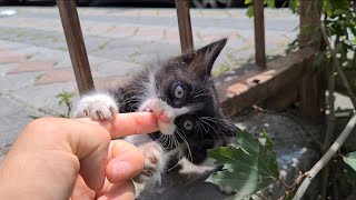 Very cute playful kittens living on the street.