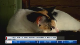 Harlingen to begin spay and neuter program