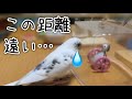 セキセイインコ　大好きなおもちゃのゴーペンに容器を被せてみた‼