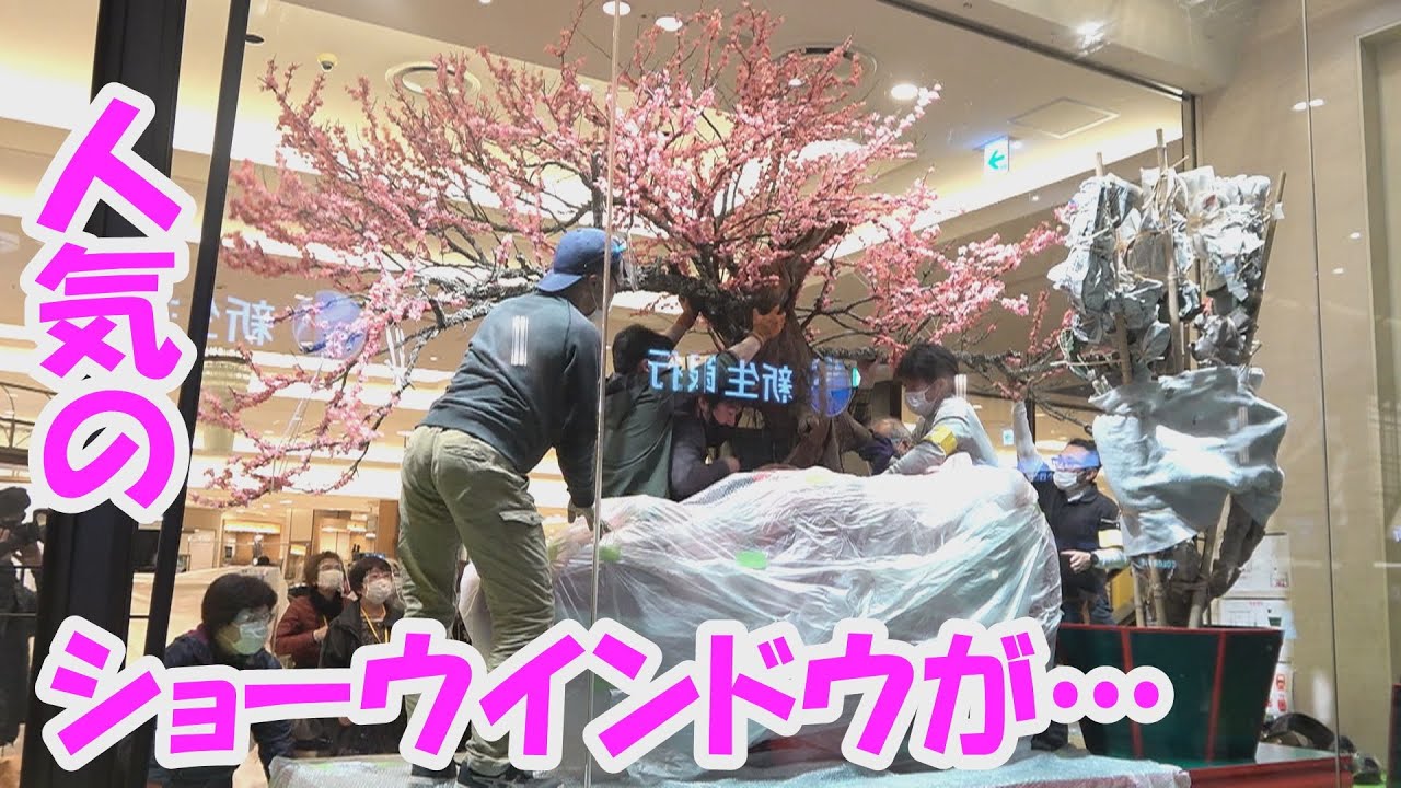 【驚愕】巨大「生け花」を設置する！嵯峨御流の総力でコロナに打ち勝つテーマで阪急百貨店の人気ショーウインドウを生ける！