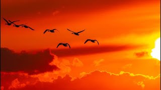 鳥になって羽ばたく今までありがとう