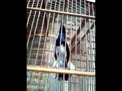 Burung Kacer Poci Jawa Youtube