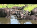 SOUTH AFRICA Cape Buffaloes Kruger National Park Hd Video 