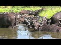 South africa cape buffaloes kruger national park.