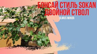 Стиль выращивания Sokan - двойной ствол.Что такое мочикоми? Бонсай Ulmus minor. Bonsai Sokan style