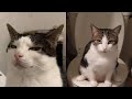 Funny Moments of Cats | Funny Video Compilation - Cat Mewmew #53