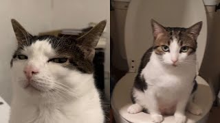 Funny Moments of Cats | Funny Video Compilation  Cat Mewmew #53