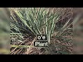 plant - o'e