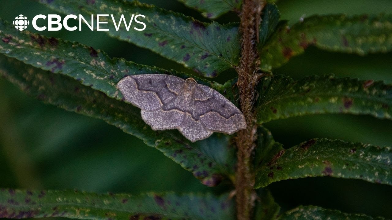 Vancouver Park Board begins latest phase of tree removal in Stanley Park