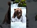 How Bears Catch Salmon in Mid-Air! Most Amazing Nature Moments। Grizzly Bear vs Salmon (4K Nature)