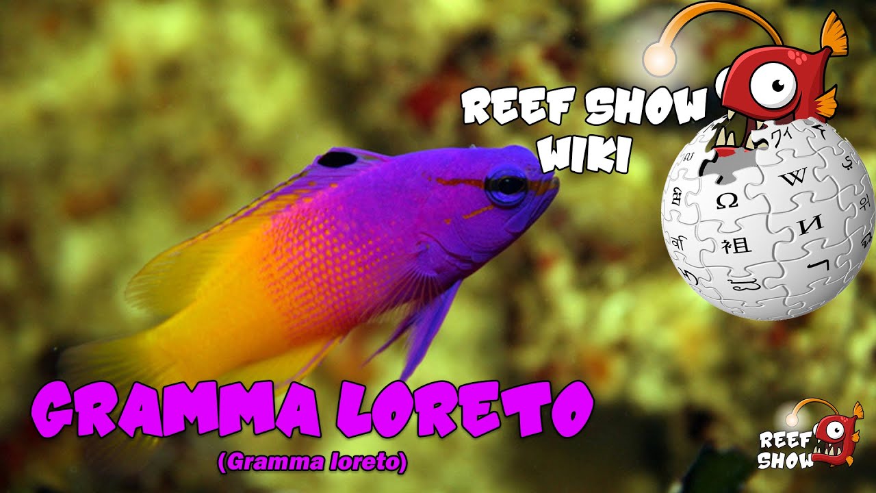 Reef Show Wiki: Gramma loreto