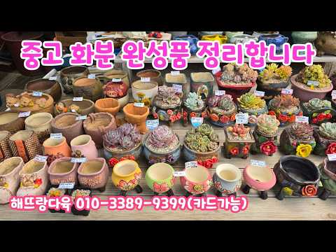260616📍#해뜨랑다육 먼로철화 쥬피터금 나나후크미니  긴잎적성 블랙탑 마우나로즈 인디안바손 릴리패드 맥라이징 엣지컷 슈퍼미라클