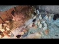 Квочка и 80 цыплят / очень плохая квочка / hen and 80 chickens /