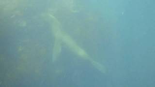 Macho Alpha Dominante Se Lanza Buceando En La Lobera Isla Choros 2010