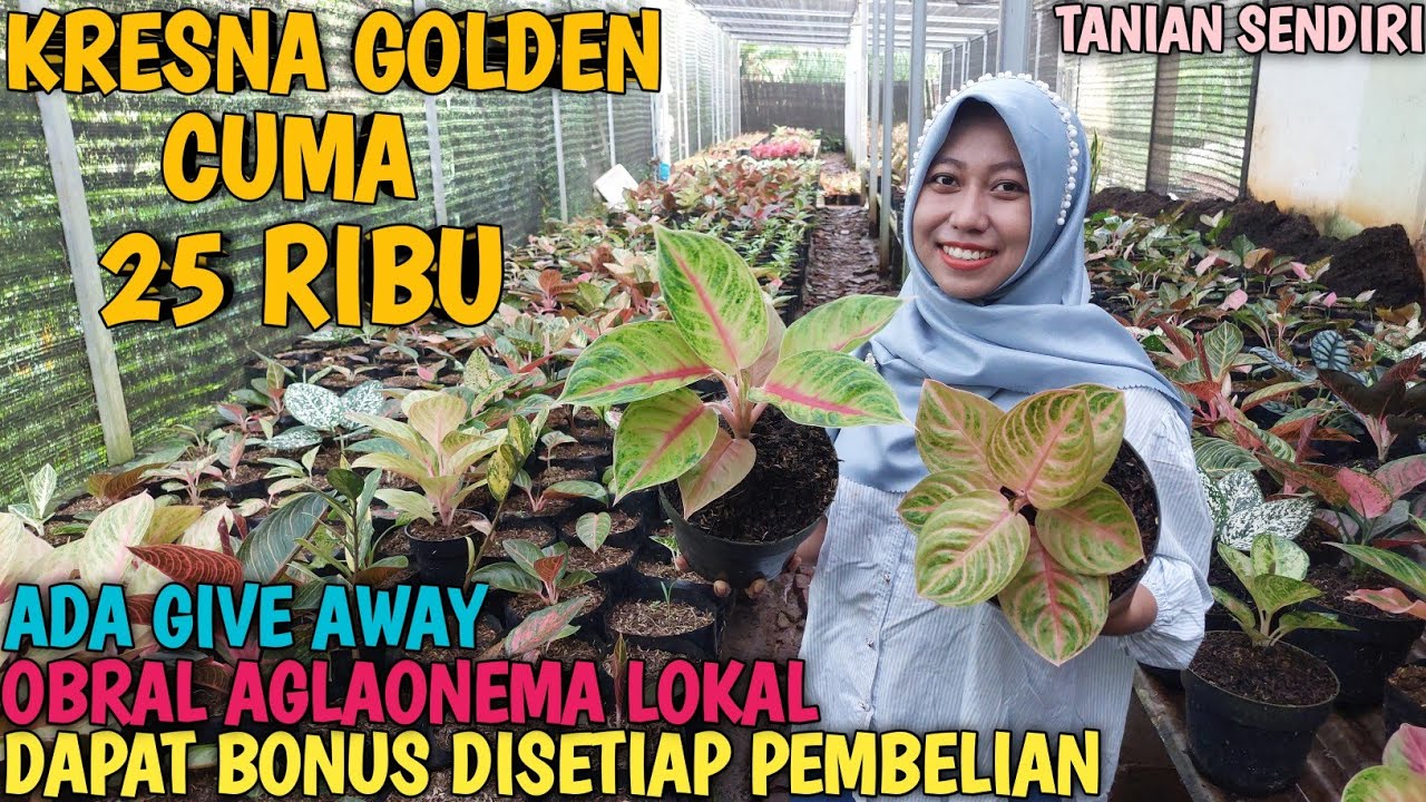OBRAL AGLAONEMA 9 JANUARI 2026 | TANIAN SENDIRI | 100% AMANAH | GARANSI TOTAL ❗️