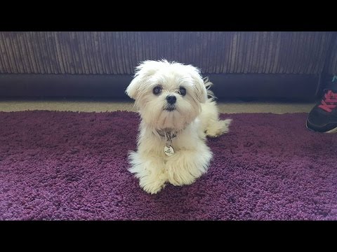 Tigerlilly - Maltese Puppy - 3 Weeks Residential Dog Training