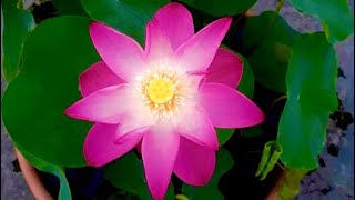 69-How to fertilize water lily and lotus.//Difference between water lily and lotus...🌷🌷🌷🌷