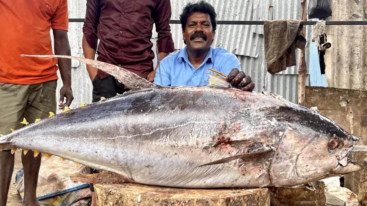 80KG BIG TUNA FISH CUTTING FISH CUTTING SKILLS FISH CUTTING VIDEOS