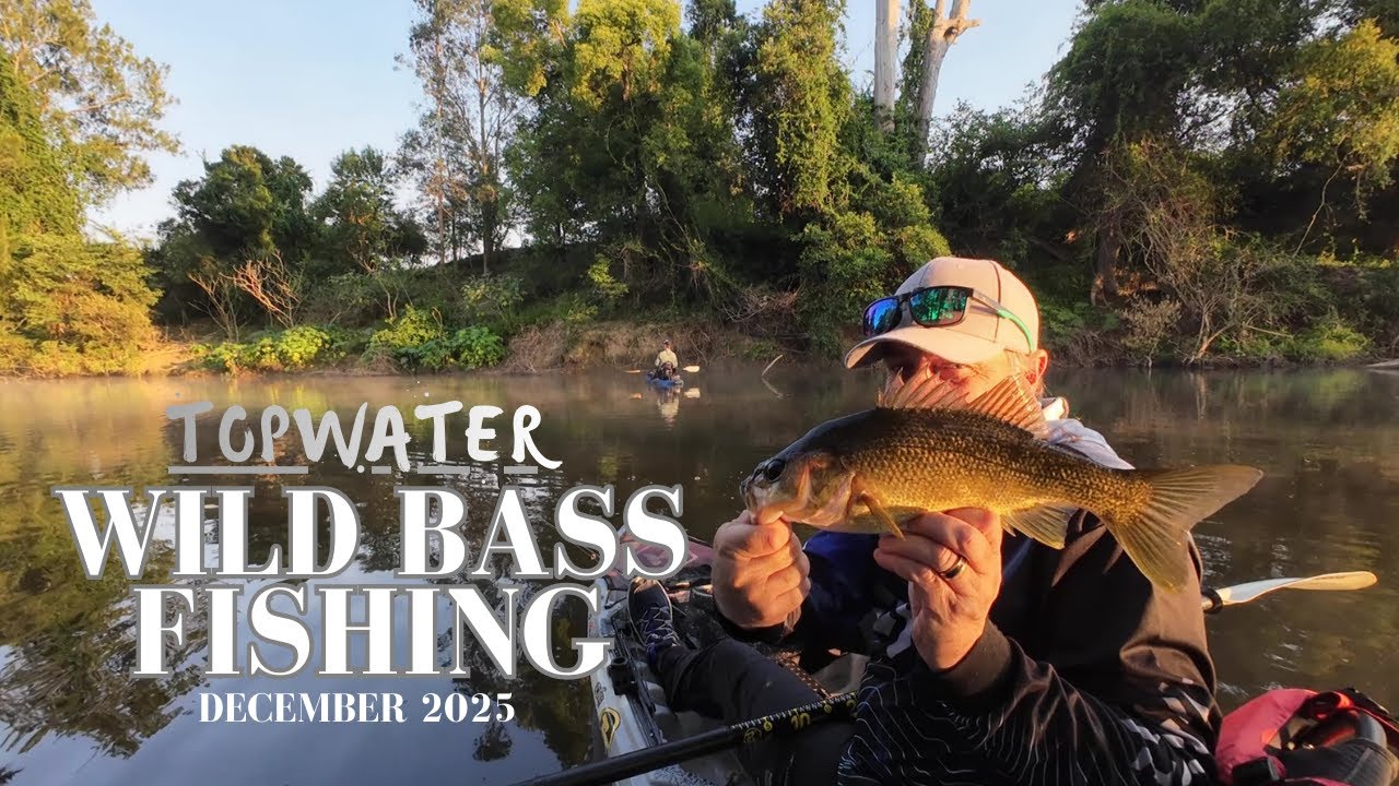 TOPWATER WILD BASS FISHING !! DECEMBER 2025