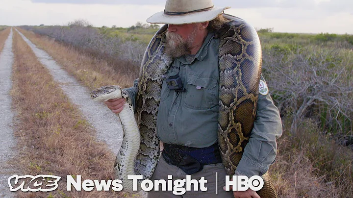 The Bounty Hunters Catching Pythons In Florida (HBO) - DayDayNews