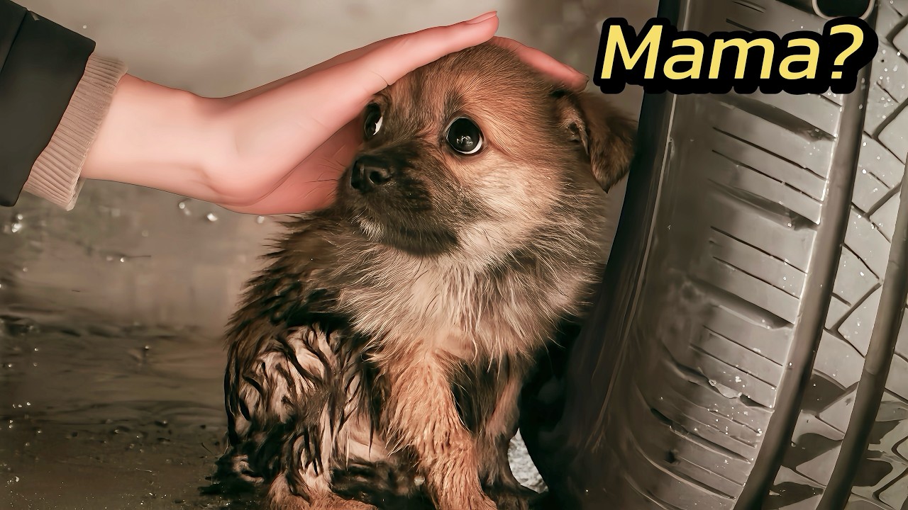 Tiny Puppy Heartbroken After Separated from Mother. He Followed Everyone Hopelessly