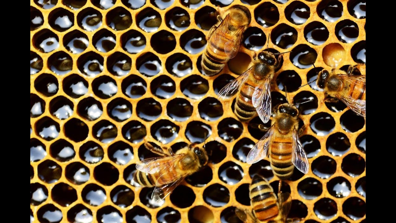 How do Bees Make Honey? (how bees collect nectar) YouTube