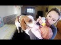 Beagle Dog Never Had to be Taught How to Love Baby