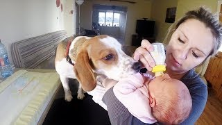 Babysitting Dog Never Had to be Taught How to Love Baby