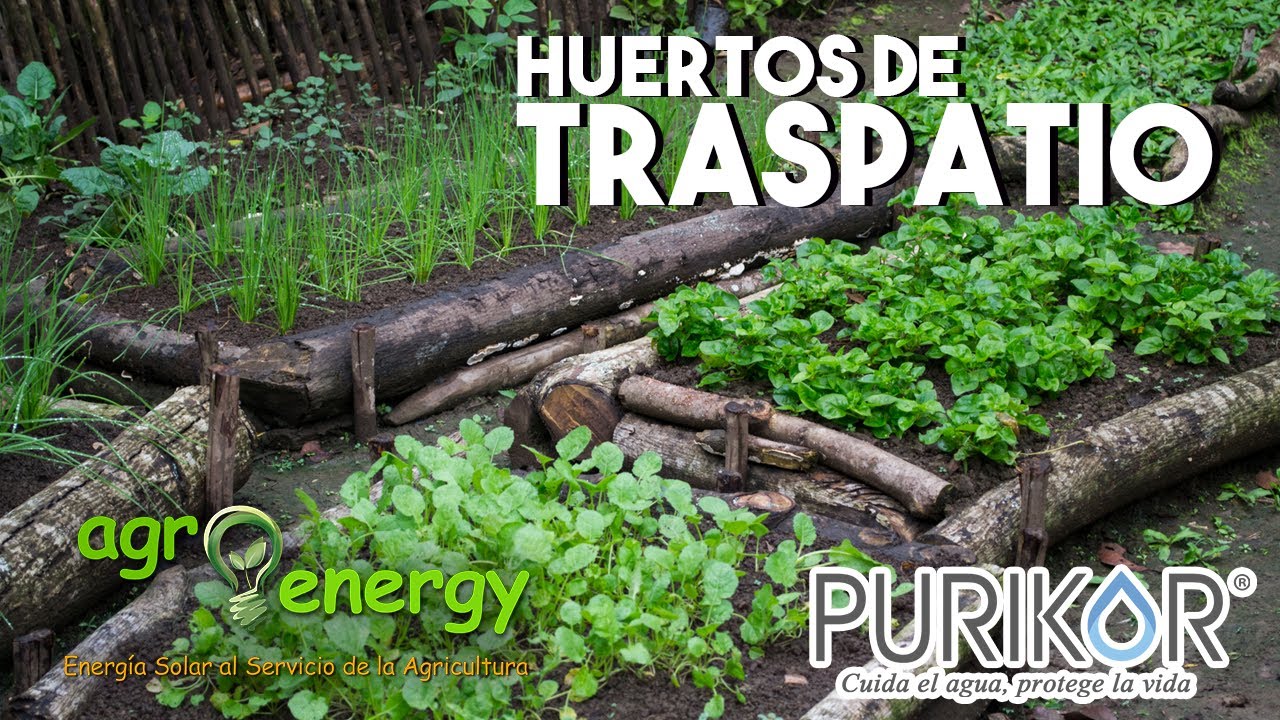 Hablemos sobre los huertos de traspatio 025 YouTube